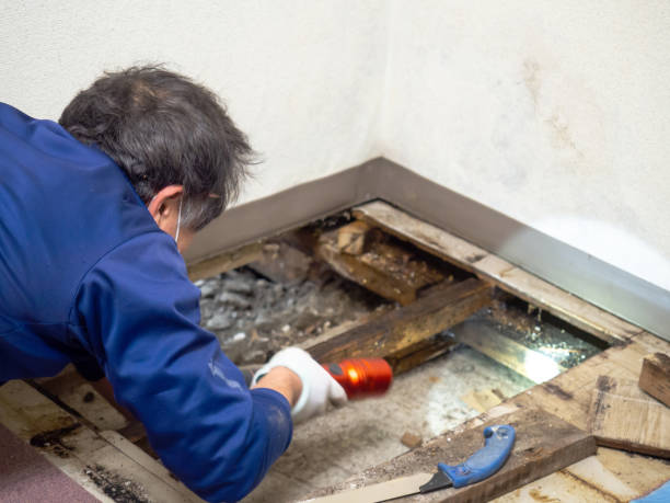 Certified Mold Removal in Newport News, VA