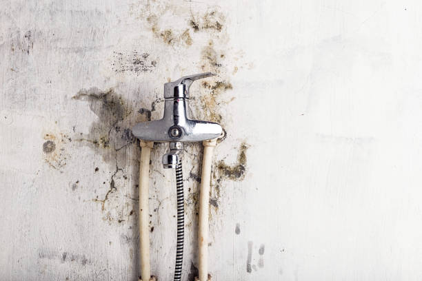 Best Office Mold Removal Services  in Newport News, VA