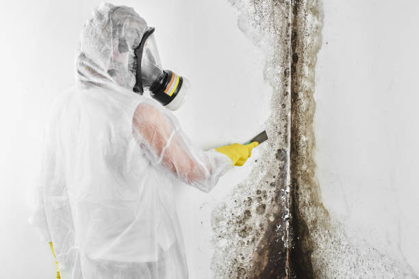 Best Certified Mold Removal  in Newport News, VA