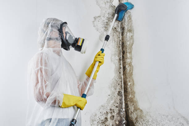 Best Local Mold Removal Service  in Newport News, VA