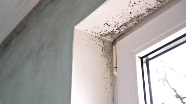 Best Commercial Mold Removal  in Newport News, VA
