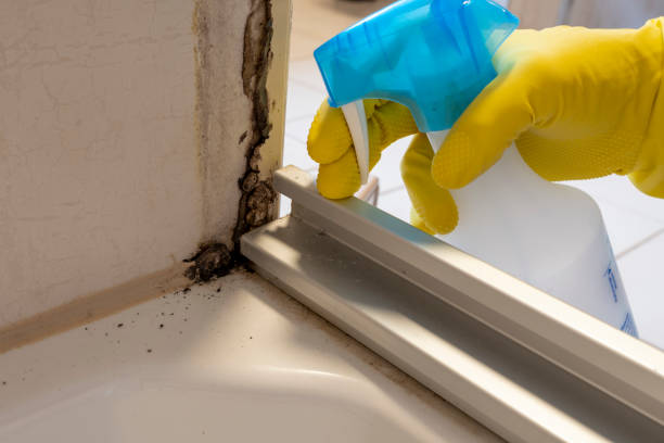 Best Mold Removal and Inspection  in Newport News, VA