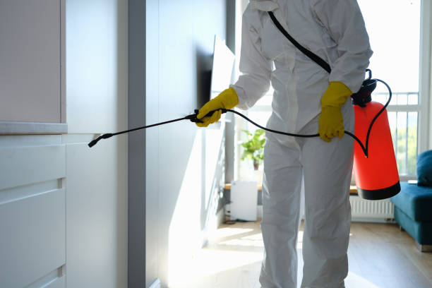 Attic Mold Removal in Newport News, VA