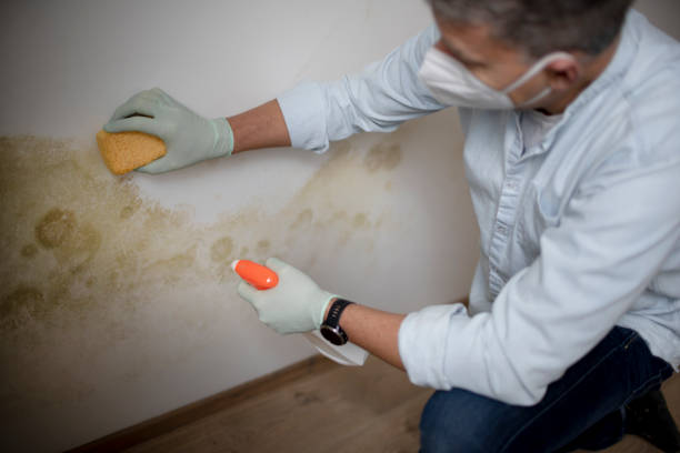 Best Emergency Mold Removal  in Newport News, VA