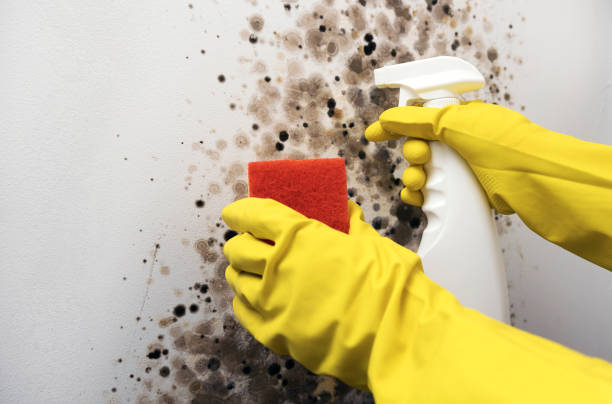 Best Fast Mold Removal  in Newport News, VA