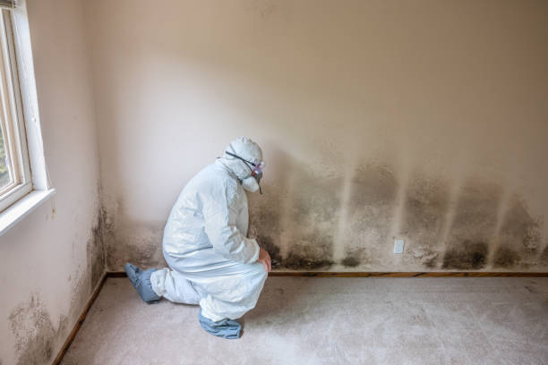 Best Mold Testing  in Newport News, VA