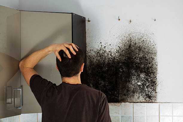 Professional Mold Removal in Newport News, VA