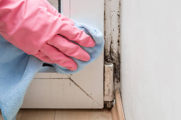Best Emergency Mold Removal  in Newport News, VA