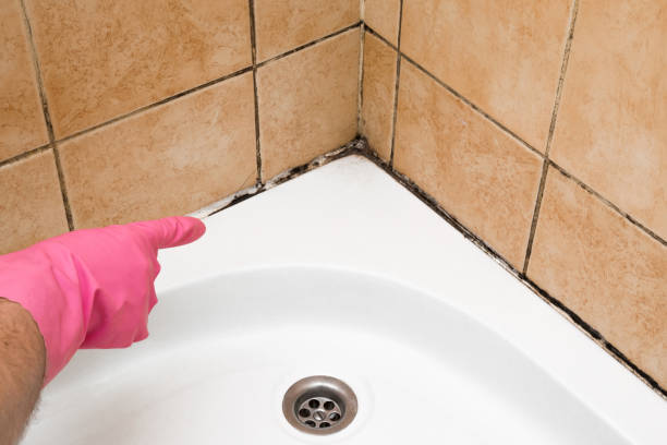 Best Home Mold Removal  in Newport News, VA